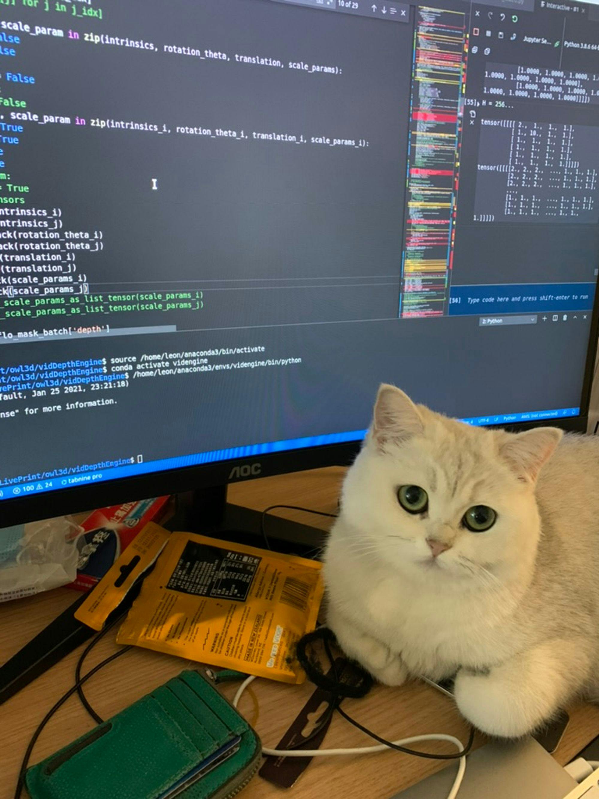 My cat Mimi watching me code.